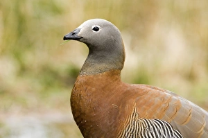 Ashy-headed Goose Chloephaga poliocephala Tierra del Fuego Argentina November Ashy-headed Goose Chloephaga poliocephala Tierra del Fuego Argentina November