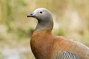 Wildfowl Prints: Ashy-headed Goose Chloephaga poliocephala Tierra del Fuego Argentina November