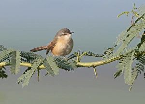 India Prints: Ashy Prinia Prinia socialis Northern India