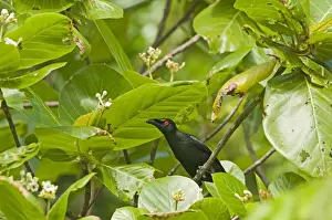 Asian Glossy Starling Alponis panayensis Cebu Philippines