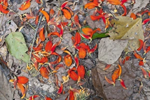 Neotropical Prints: Asisi tree petals Tambopata Peruvian Amazon