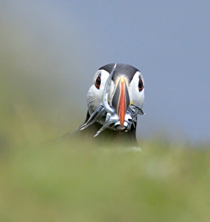 Atlantic Puffin Fratercula arctica with beakful of sandeels Shetland Scotland June Atlantic Puffin Fratercula arctica with beakful of sandeels Shetland Scotland June