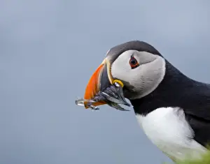 Fratercula Arctica Prints: Atlantic Puffin Fratercula arctica with sand eels Hermaness Unst Shetland May