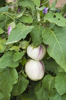 Images Dated 24th September 2006: Aubergine Solanum menogenum being grown in garden