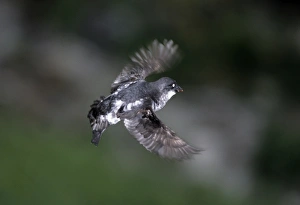 Images Dated 2008: Least Auklet St Paul Is Pribilofs Alaska