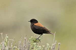 Austral Negrito Lessonia rufa Tierra del Fuego South America Austral Negrito Lessonia rufa Tierra del Fuego South America