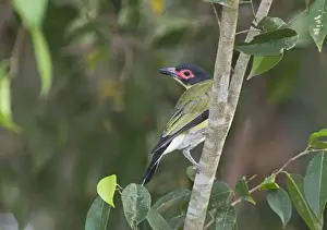Queensland Prints: Australasian Figbird Sphecotheres vielloti Queensland Australia