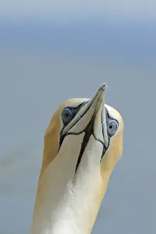 New Zealand Prints: Australasian Gannet Morus serrator Cape Kidnappers North Island New Zealand