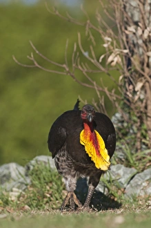 Australian Brush Turkey Alectura lathami Noosa Queensland Australia