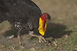 Turkey Prints: Australian Brush Turkey Alectura lathami Noosa Queensland Australia