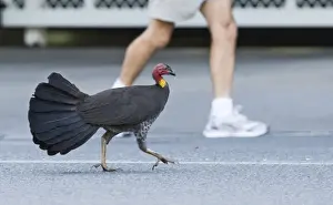 Australia Prints: Australian Brush Turkey Alectura lathami striding along street in Noosa Queensland