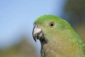 Australian King Parrot Alisterus scapularis female Lamington NP Queensland Australia
