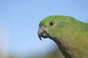 Australian King Parrot Alisterus scapularis female Lamington NP Queensland Australia Australian King Parrot Alisterus scapularis female Lamington NP Queensland Australia