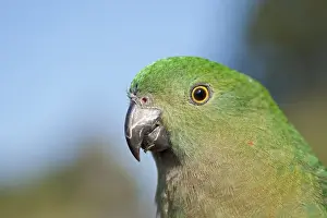 Australian King Parrot Alisterus scapularis female Lamington NP Queensland Australia