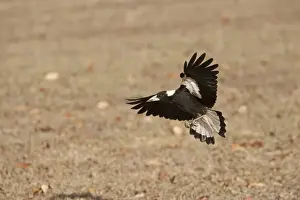 Queensland Prints: Australian Magpie Gymnorhina tibicen Queensland Australia