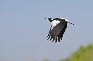 Australian Magpie Gymnorhina tibicen Queensland Australia