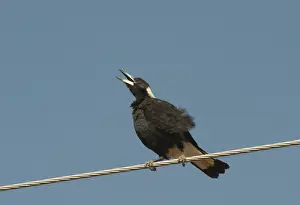 Australian Magpie Gymnorhina tibicen Queensland Australia