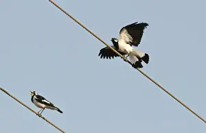 Australian Magpie-Lark Grallina cyanoleuca Queensland Australia