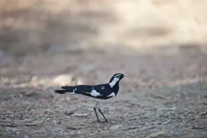 Australia Prints: Australian Magpie-Lark Grallina cyanoleuca Queensland Australia
