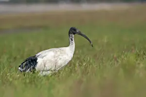 Australia Prints: Australian White Ibis Threskiornis molucca (Sacred Ibis) Cairns Queensland Australia