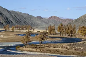 Trees Prints: Autumn colours along banks of River Khovd near Bayan - Ulgii western Mongolia October