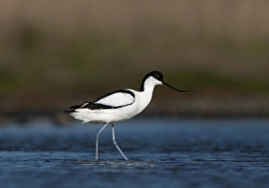 Avocet Avocetta recurvirostra Cley Norfolk May