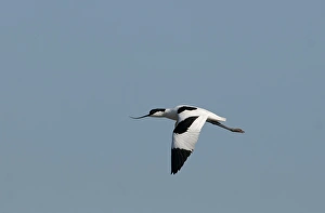 Avocet Avocetta recurvirostra Cley Norfolk May