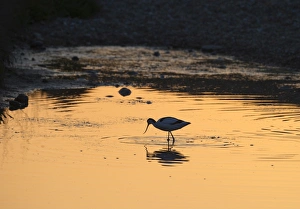 Avocet Avocetta recurvirostra Cley Norfolk May