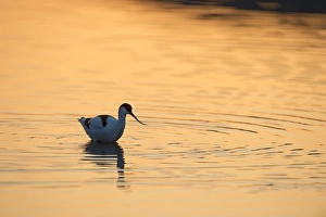 Avocet Avocetta recurvirostra Cley Norfolk May