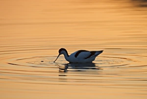 Avocet Avocetta recurvirostra Cley Norfolk May