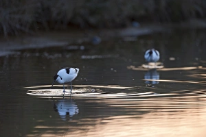 Avocet Avocetta recurvirostra Cley Norfolk May