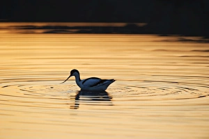Avocet Avocetta recurvirostra Cley Norfolk May