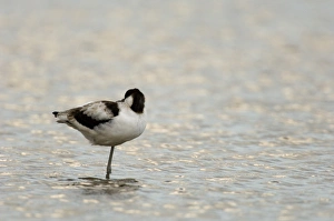 Avocet Avocetta recurvirostra immature Titchwell RSPB Res North Norfolk Avocet Avocetta recurvirostra immature Titchwell RSPB Res North Norfolk