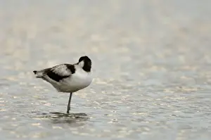 Avocet Prints: Avocet Avocetta recurvirostra immature Titchwell RSPB Res North Norfolk