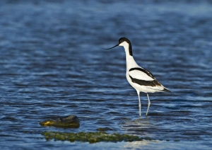 Avocet Recurvirostra avocetta Norfolk summer