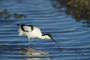 Avocet Prints: Avocet Avocetta recurvirostra Salthouse Norfolk summer