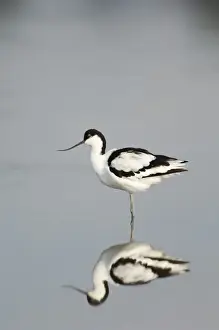 Avocet Prints: Avocet Avocetta recurvirostra Titchwell Norfolk summer