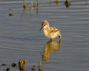 Avocet Prints: Avocet chick Minsmere, May