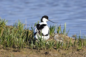 Minsmere Prints: Avocet with chick on Scrape Minsmere May