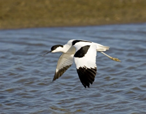 Avocet Minsmere May