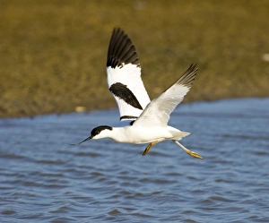 Minsmere Prints: Avocet Minsmere May