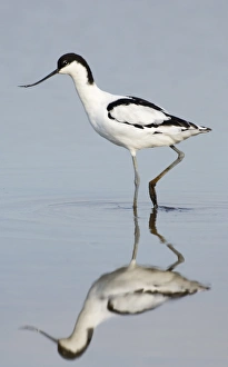 Avocet Recurvirostra avocetta Cley Norfolk August