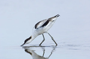 Avocet Recurvirostra avocetta Cley Norfolk August