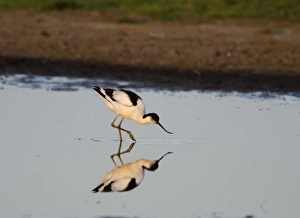 Cley Prints: Avocet Recurvirostra avocetta Cley Norfolk spring