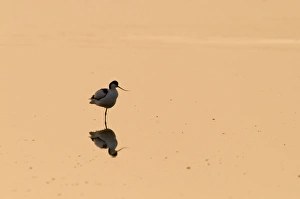 Avocet Recurvirostra avocetta at dawn Titchwell RSPB Reserve Norfolk April Avocet Recurvirostra avocetta at dawn Titchwell RSPB Reserve Norfolk April