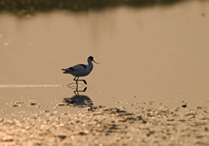 Avocet Recurvirostra avocetta Norfolk April