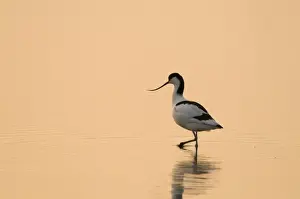 Avocet Recurvirostra avocetta at dawn Titchwell RSPB Reserve Norfolk April
