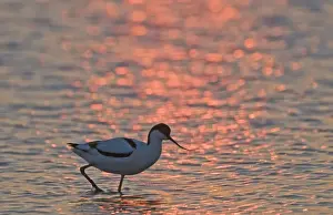 Avocet Recurvirostra avocetta at dawn Titchwell RSPB Reserve Norfolk April