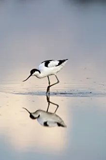 Avocet Recurvirostra avocetta feeding Titchwell RSPB Res Norfolk summer Avocet Recurvirostra avocetta feeding Titchwell RSPB Res Norfolk summer