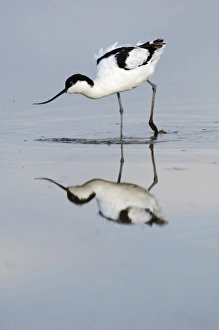 Avocet Recurvirostra avocetta feeding Titchwell RSPB Res Norfolk summer